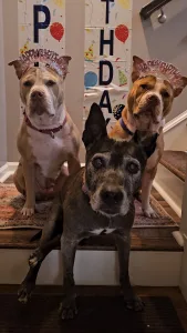 Ann Burns dogs 169x300 jpg